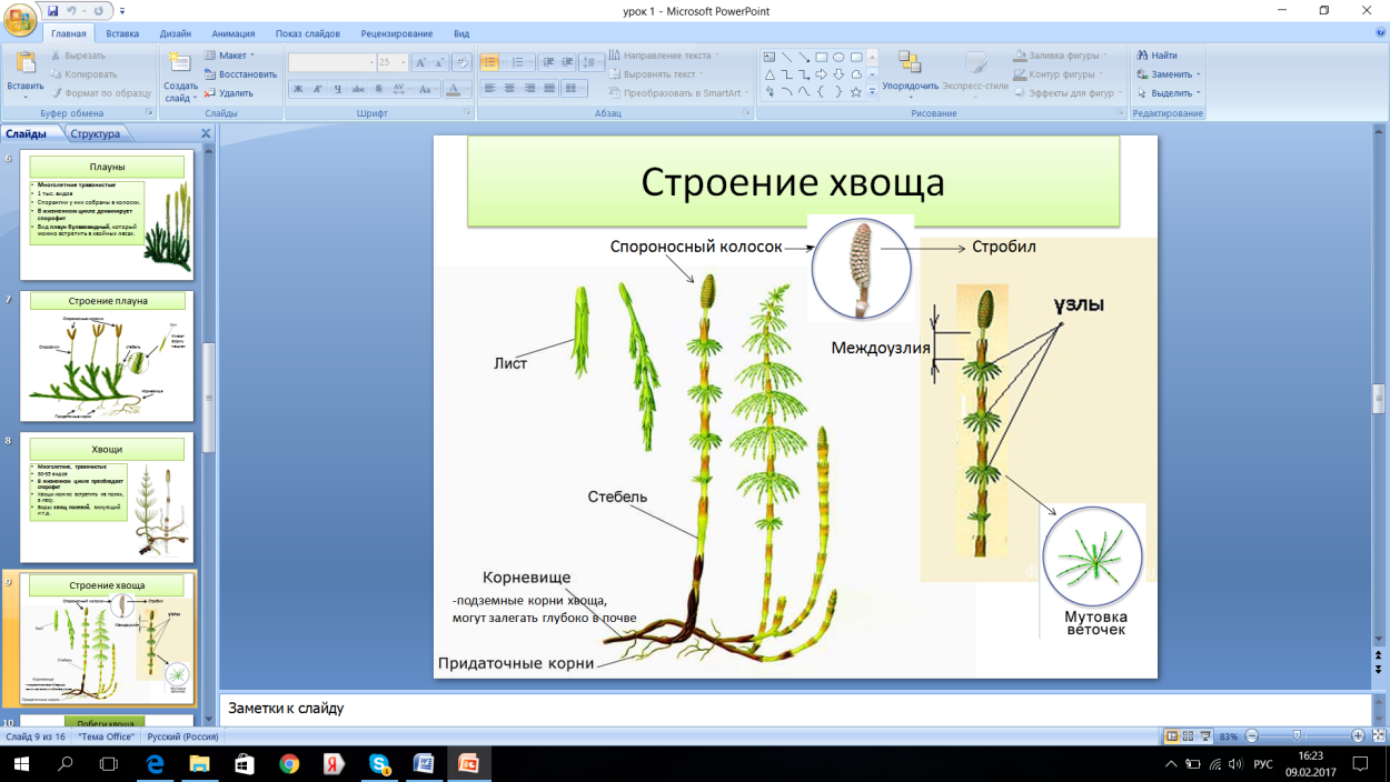 Плаун булавовидный