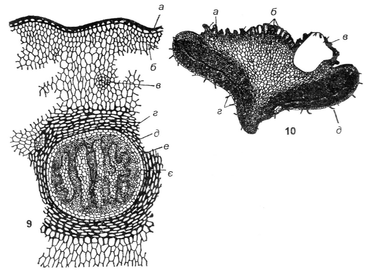 Ликоподиум плаун