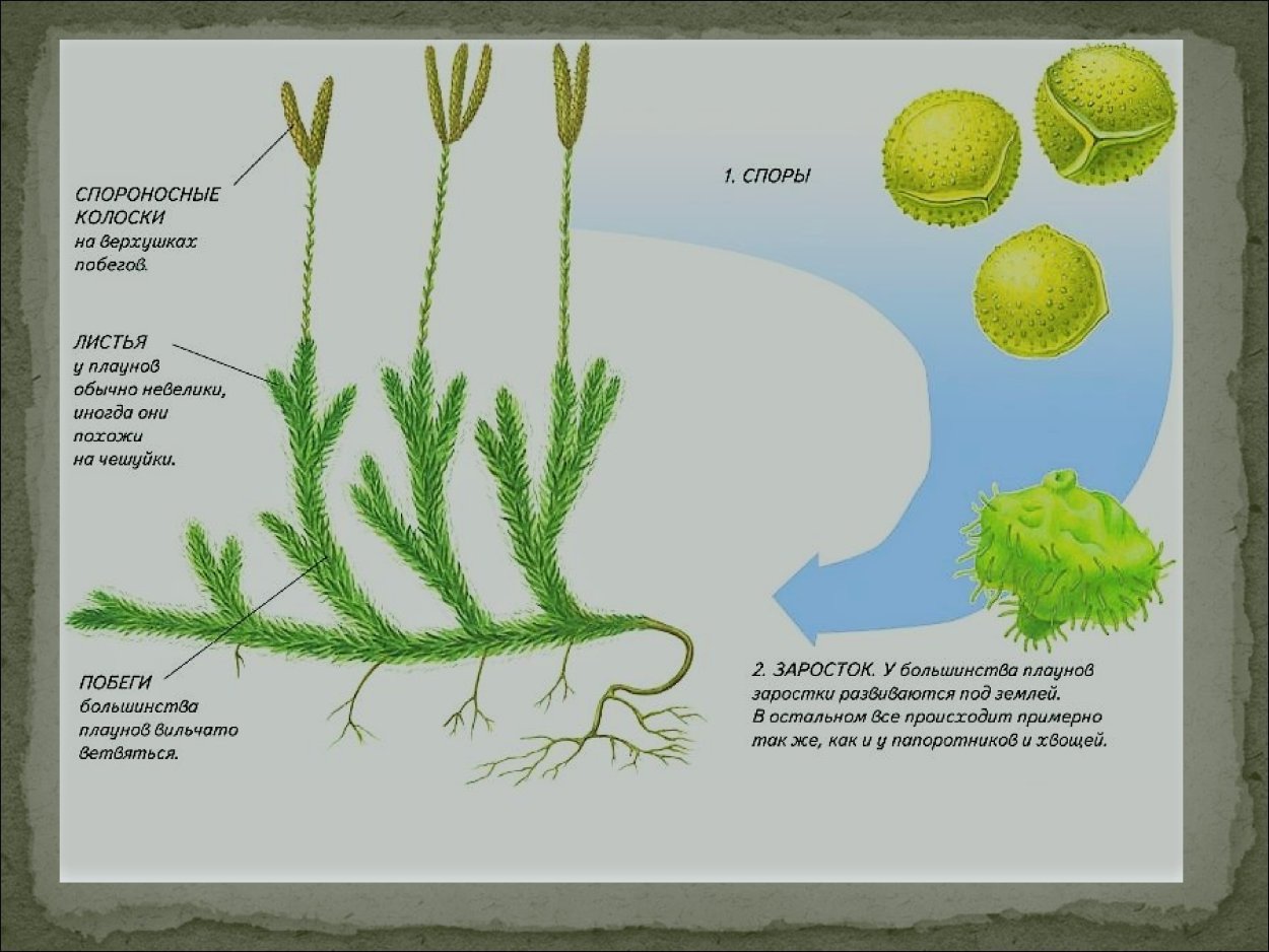 Мхи папоротники плауны