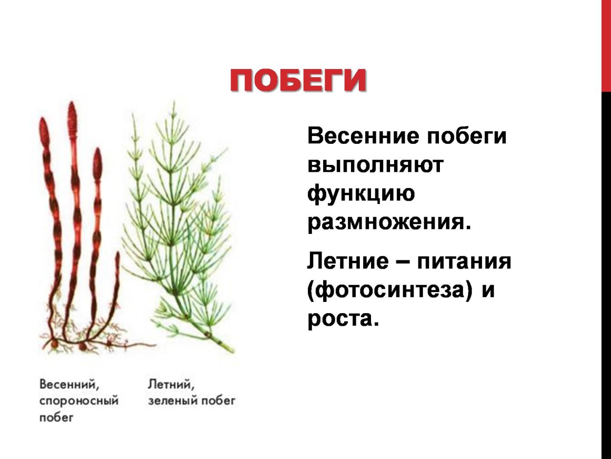 Папоротник (Polypodiophyta)