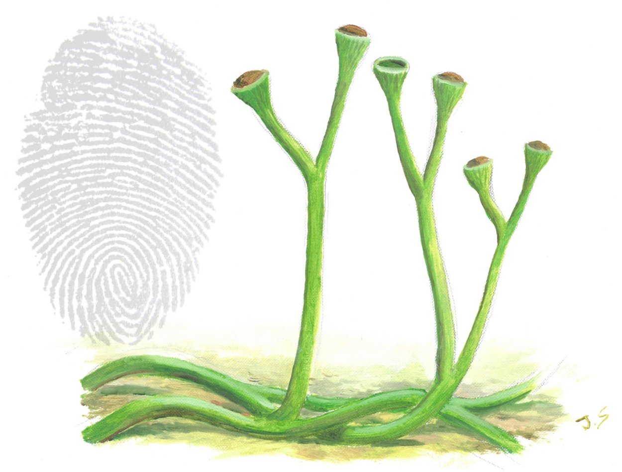 Дождь хвощ картинки на рабочий стол