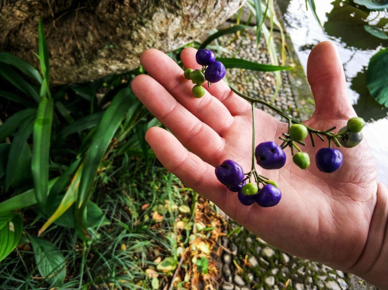 Необычные плоды деревьев