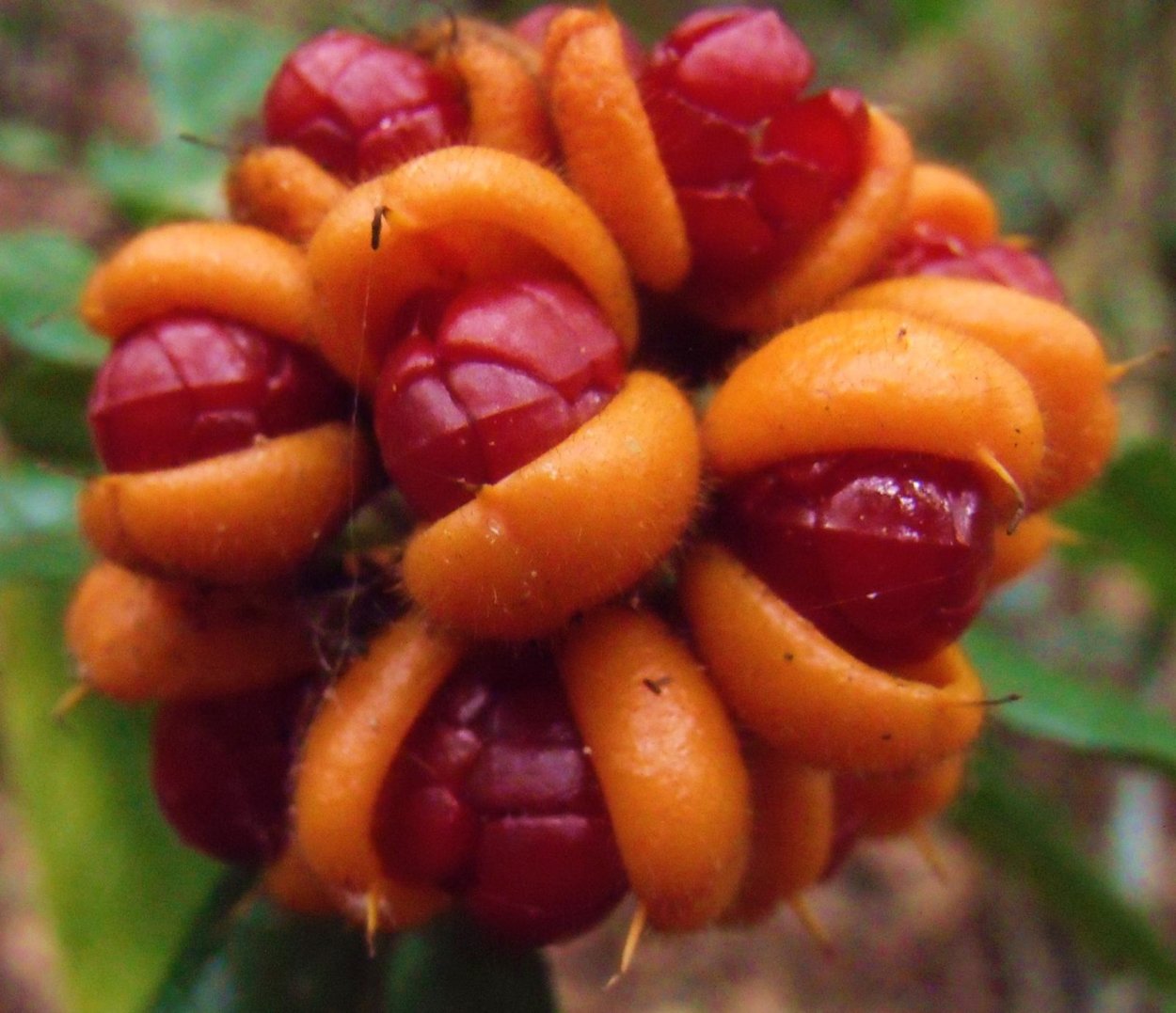 Странные ягоды