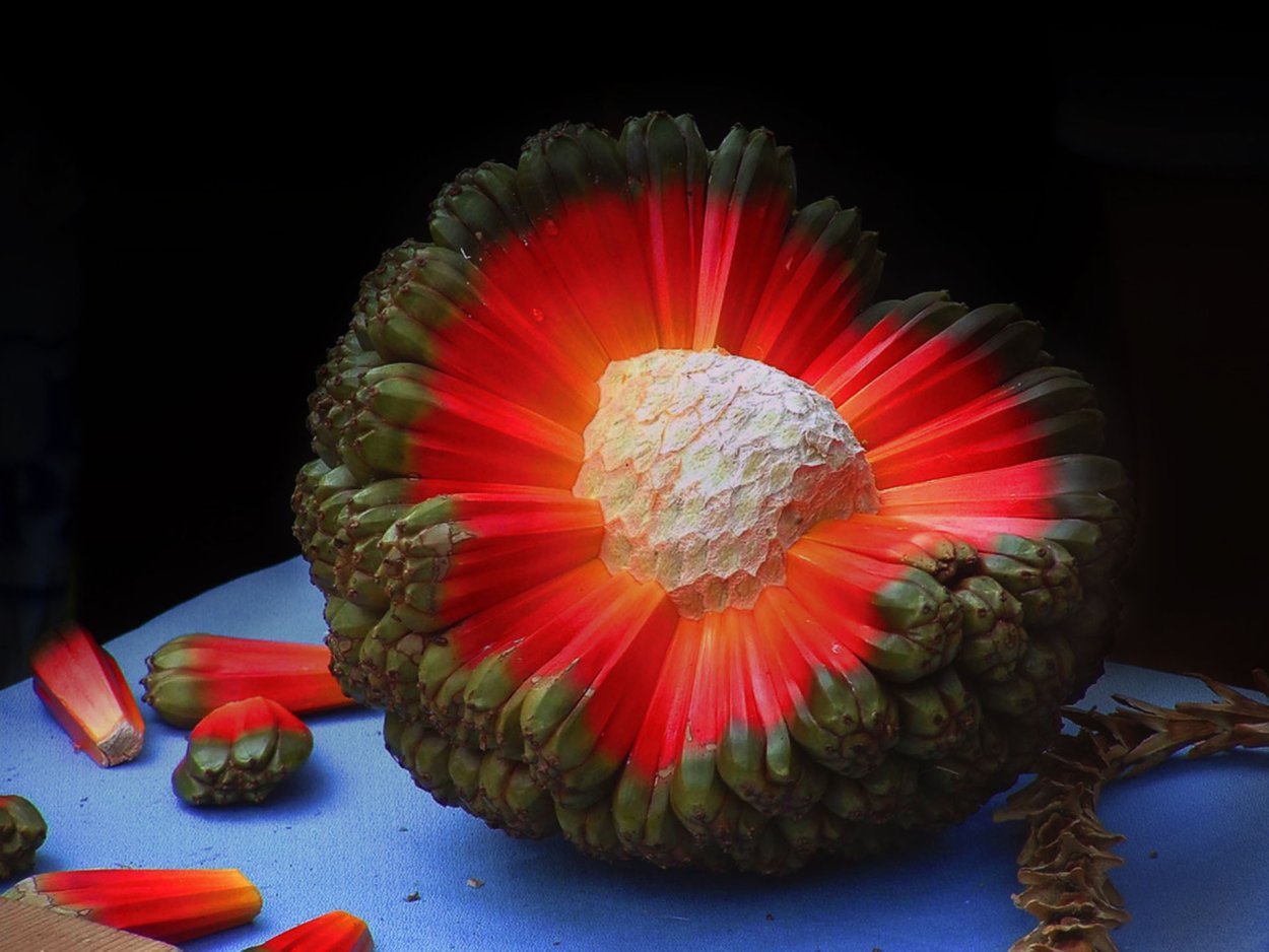 Голубая питахайя