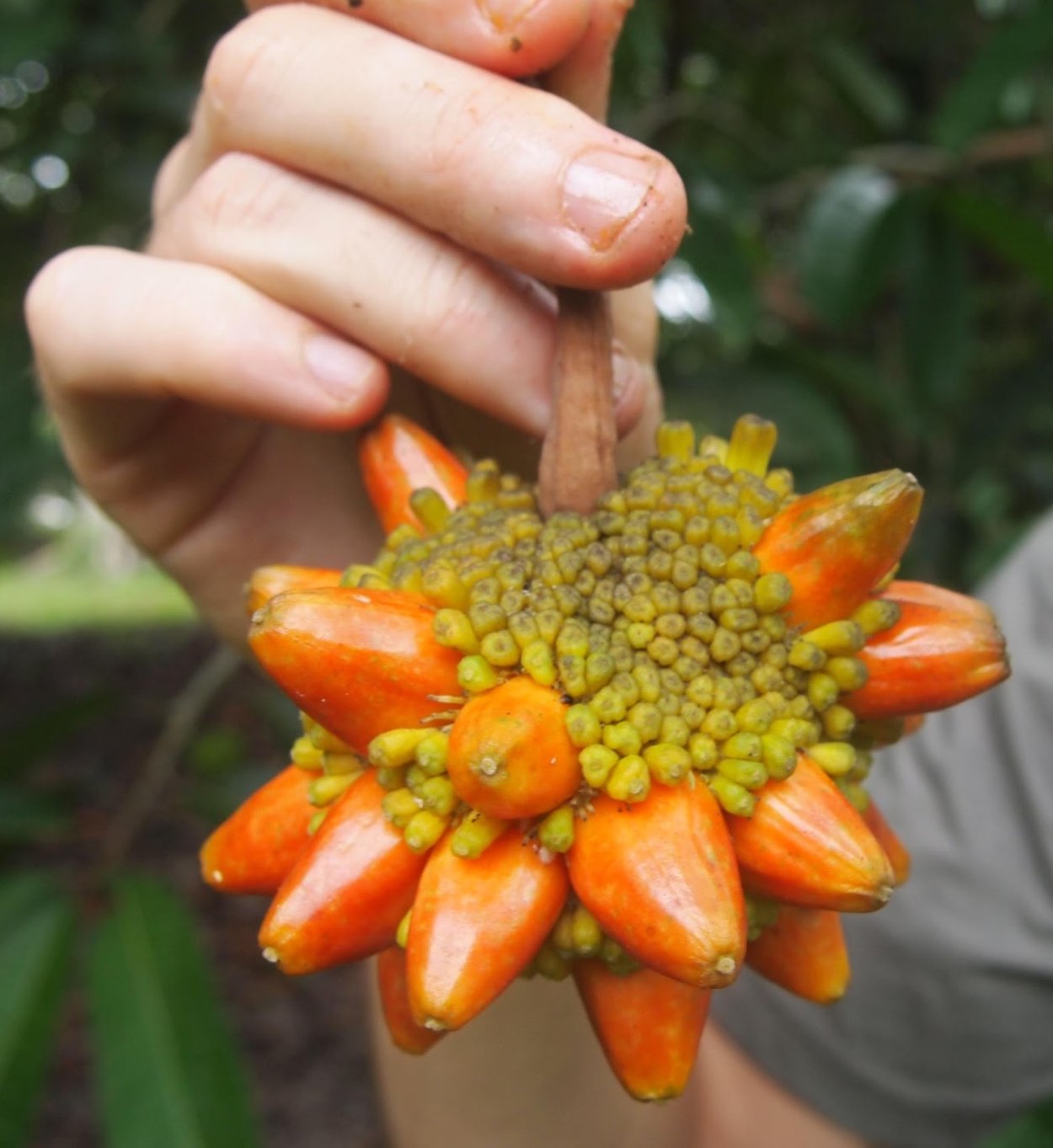 Необычные съедобные ягоды