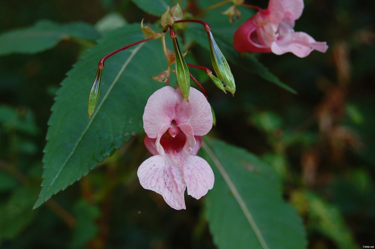 Растение недотрога бальзамин