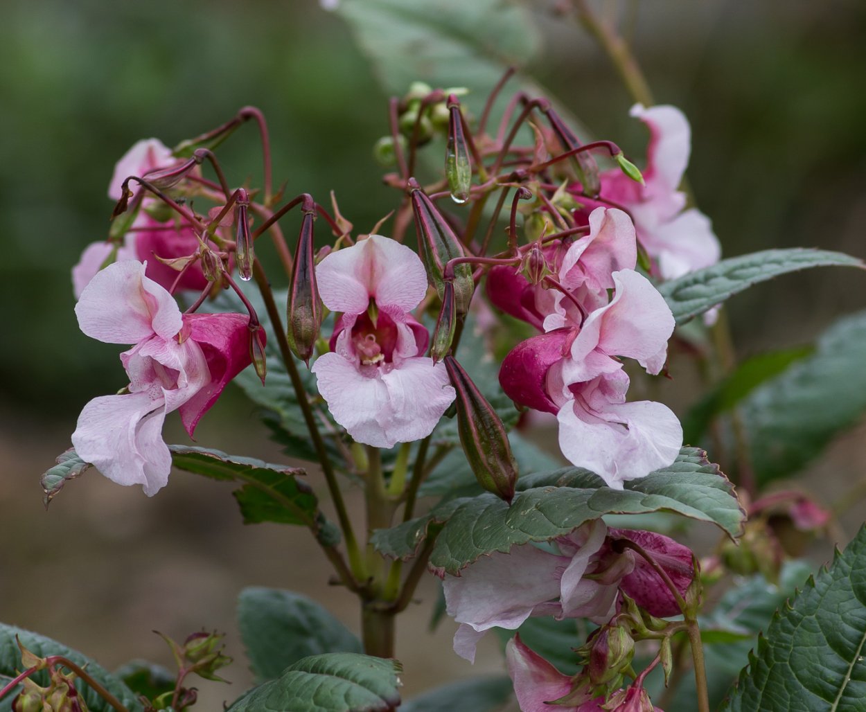 Impatiens glandulifera – бальзамин