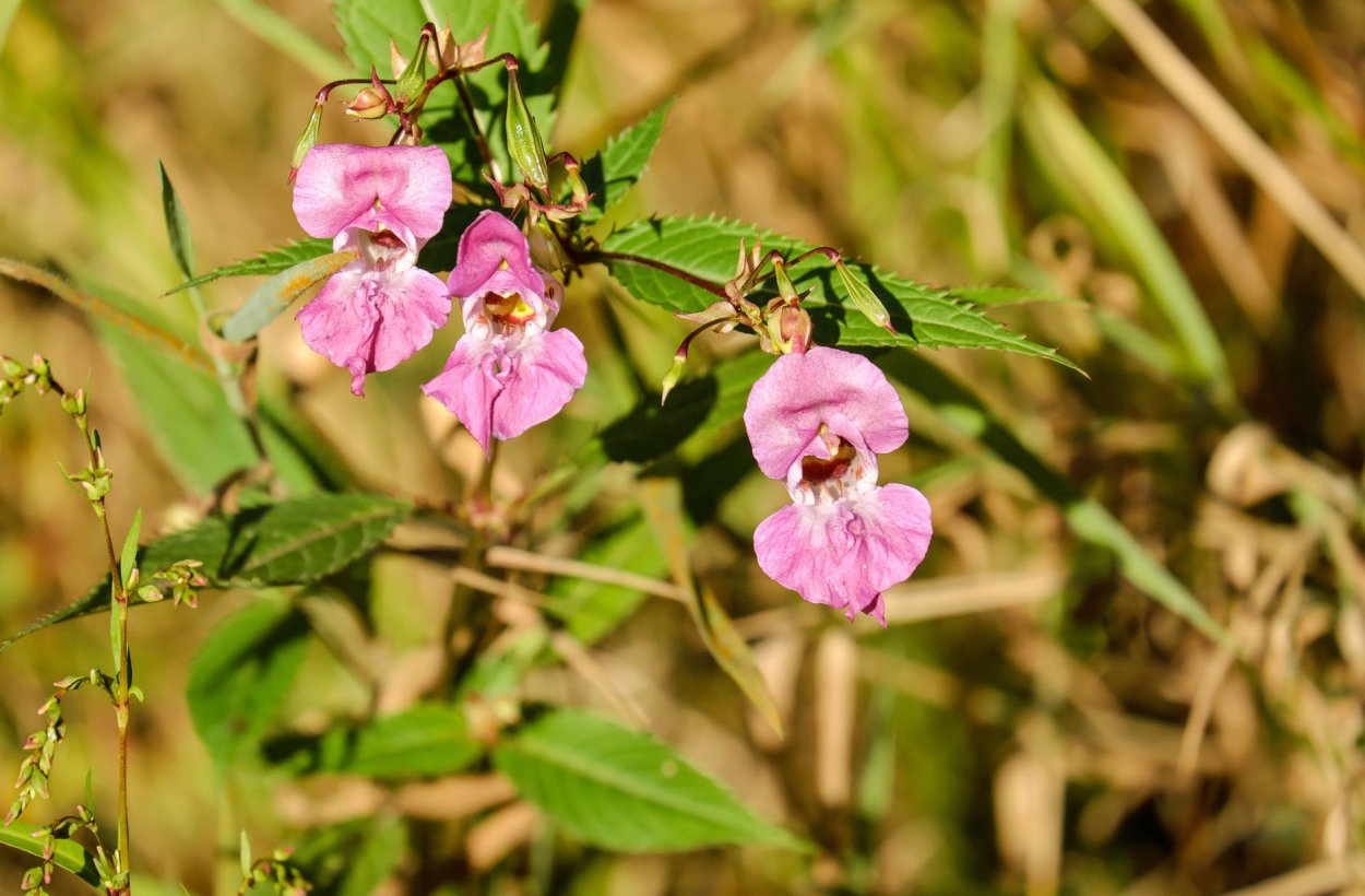 Impatiens balsamina недотрога бальзаминовая