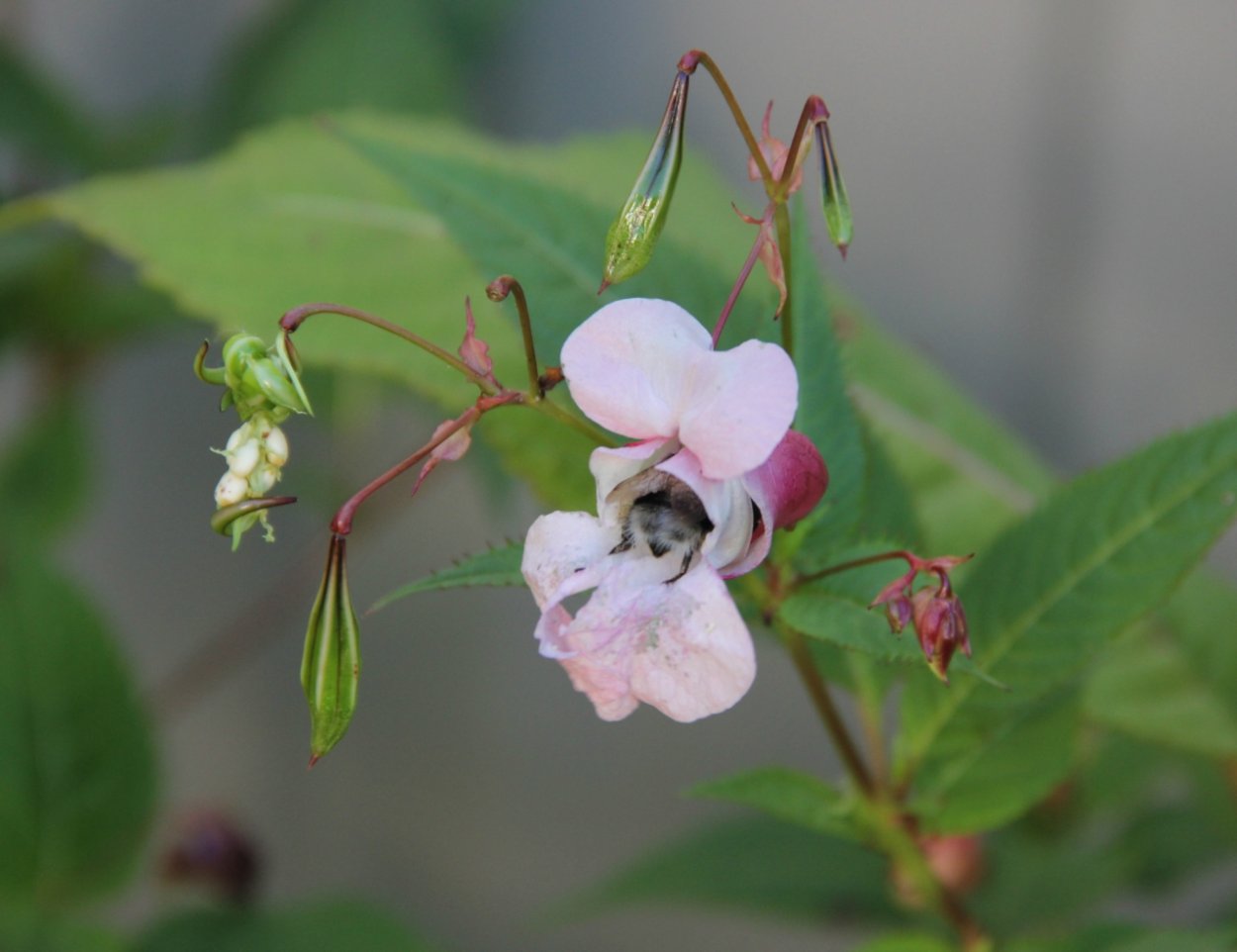 Impatiens glandulifera – бальзамин