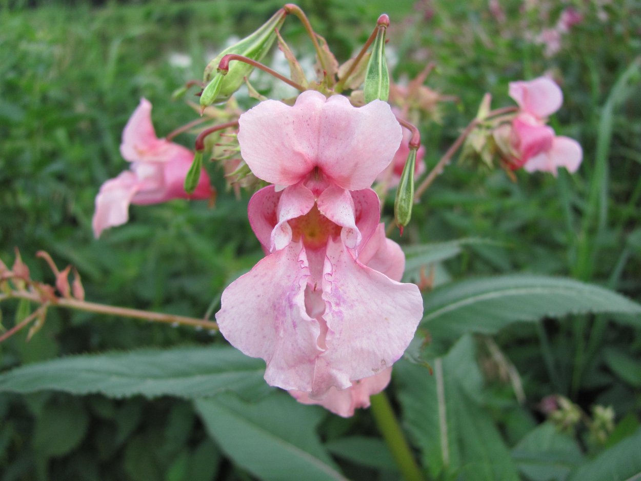 Бальзамин Гималайский