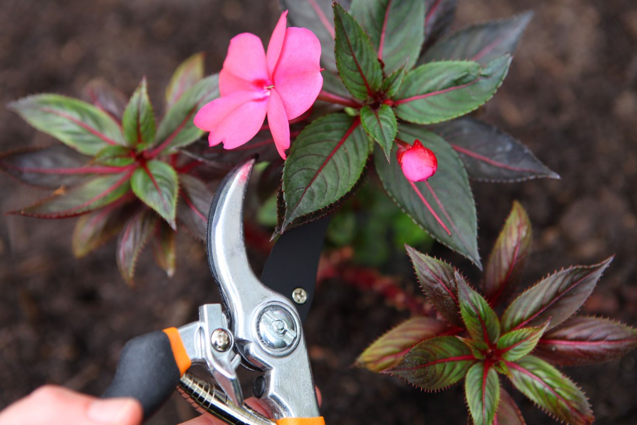 Hypolepis glandulifera