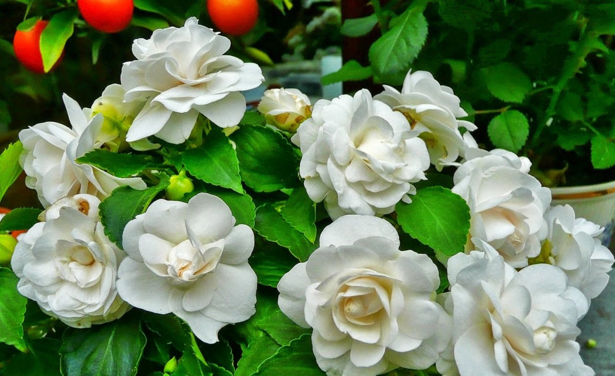 Бальзамин соцветие