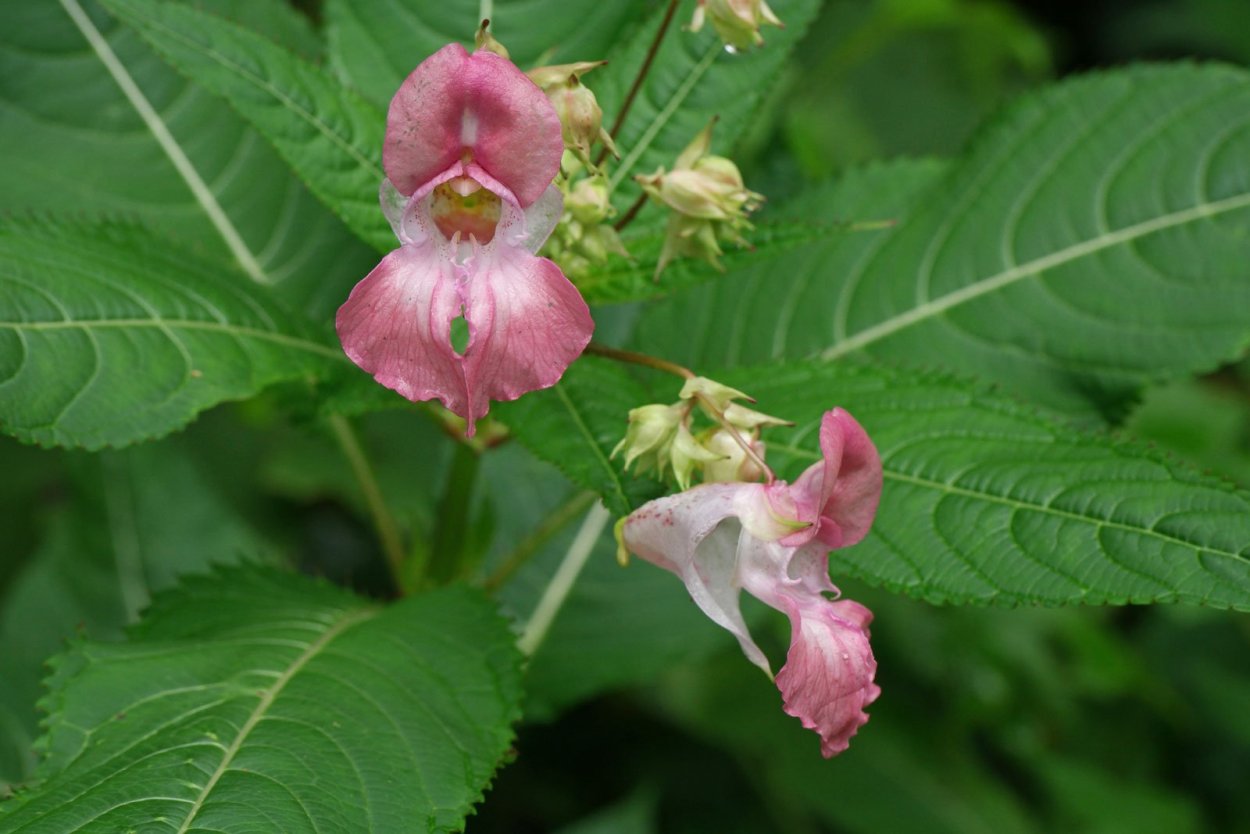 Impatiens glandulifera – бальзамин