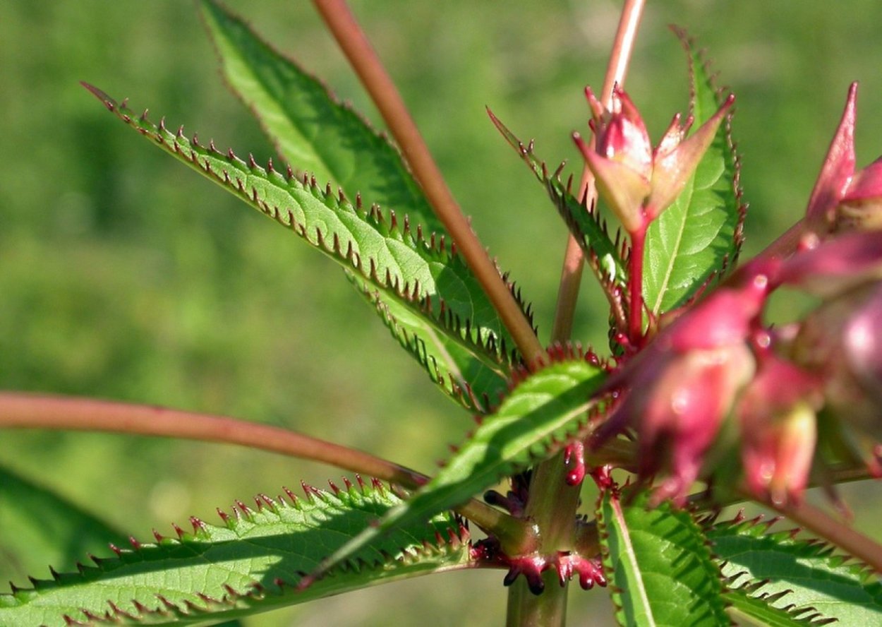 Бальзамин садовый