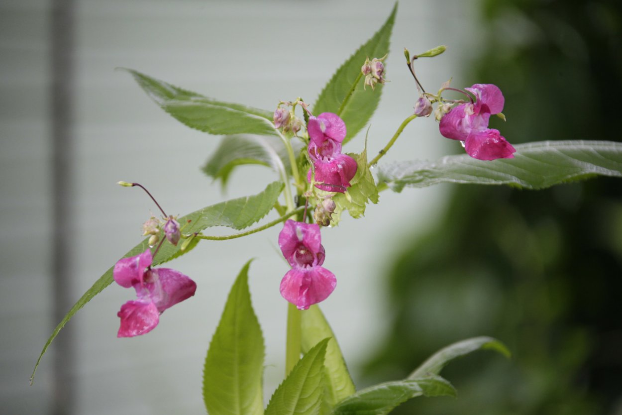 Бальзамин недотрога