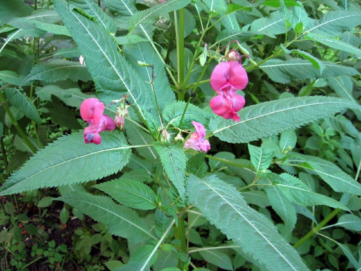 Бальзамин орхидейный