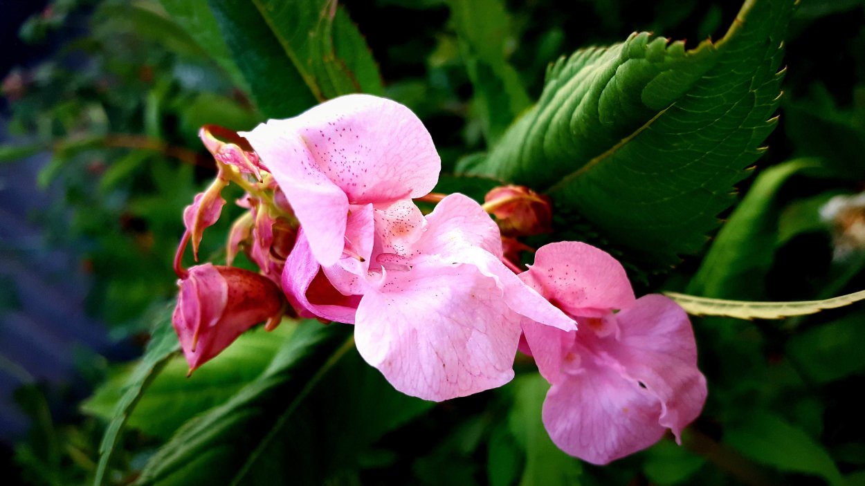 Недотрога Ройля растение