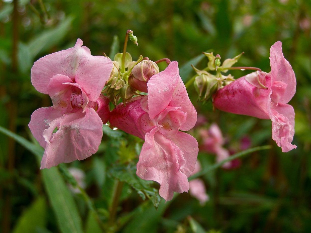 Impatiens glandulifera – бальзамин