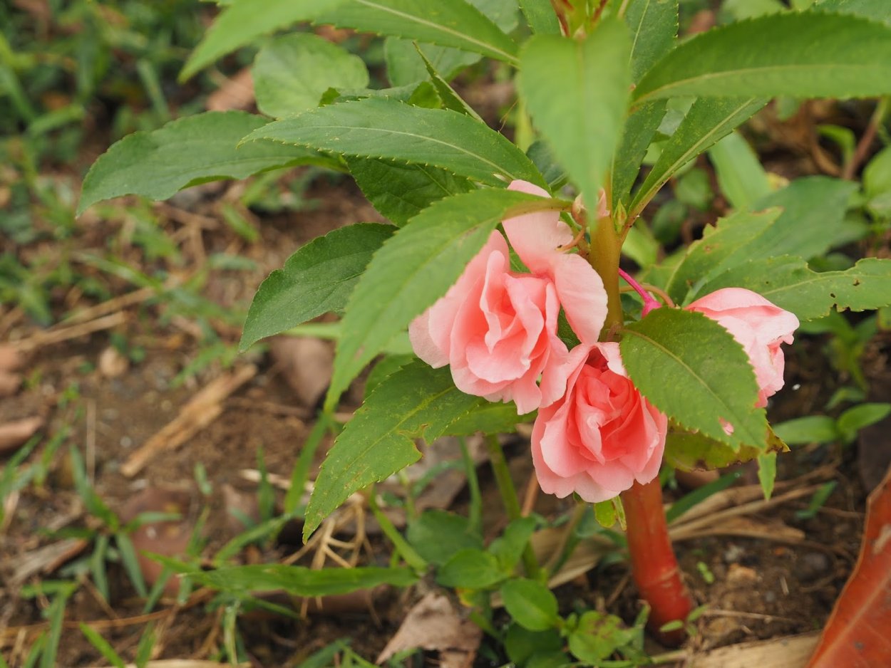 Импатиенс Нью Гвинея