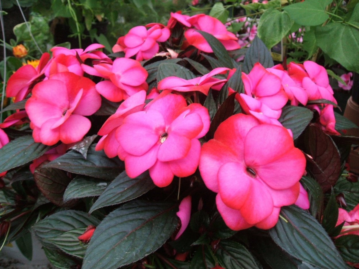 Бальзамин недотрога дикий