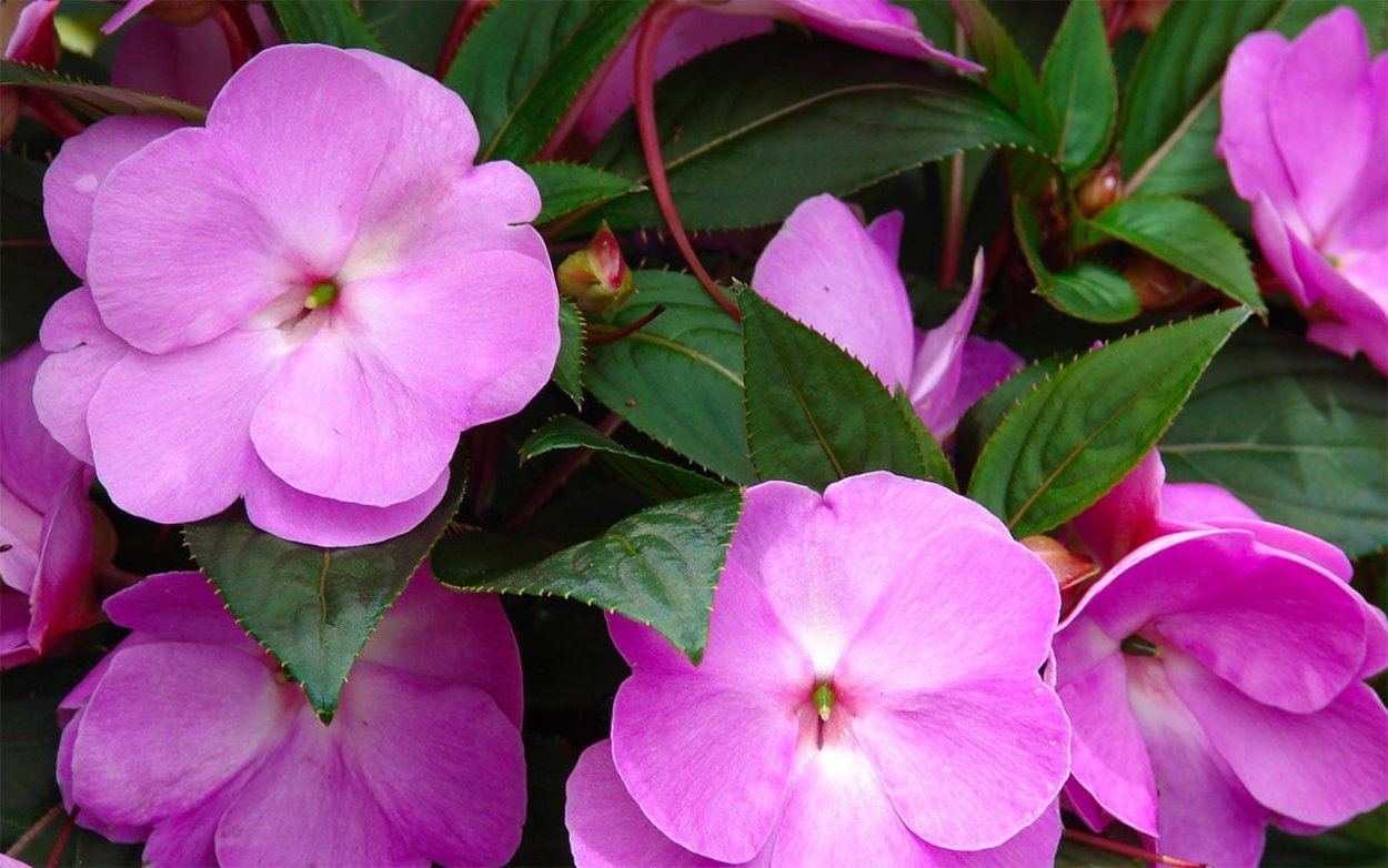 Impatiens balsamina