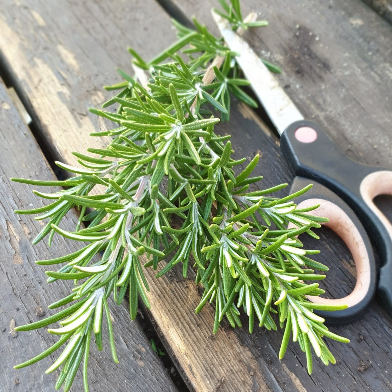 Розмарин ароматный