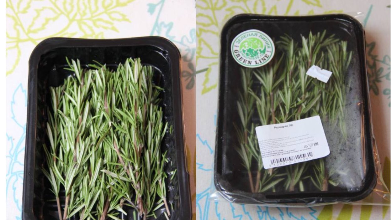 Розмарин хештип