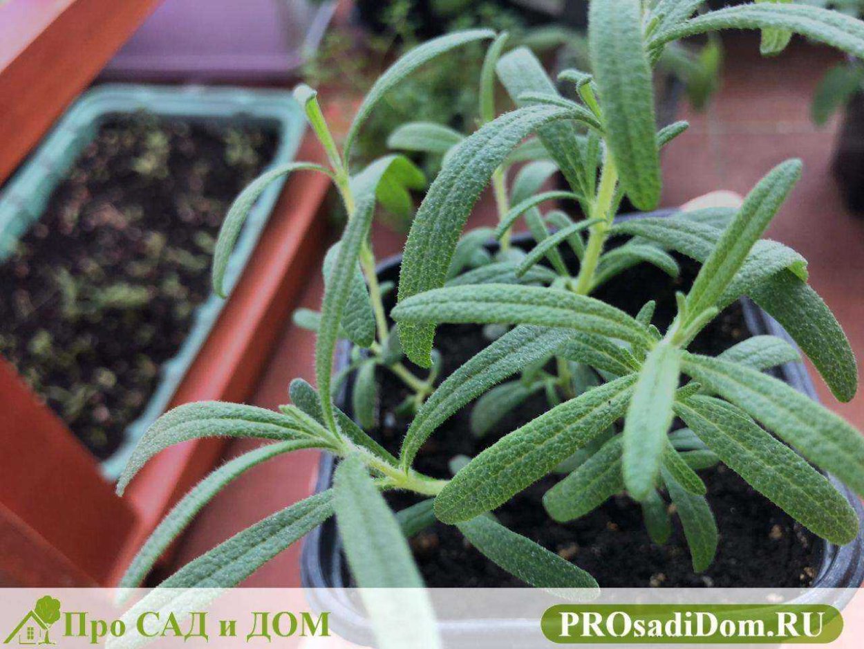 Trichodiadema densum ростки