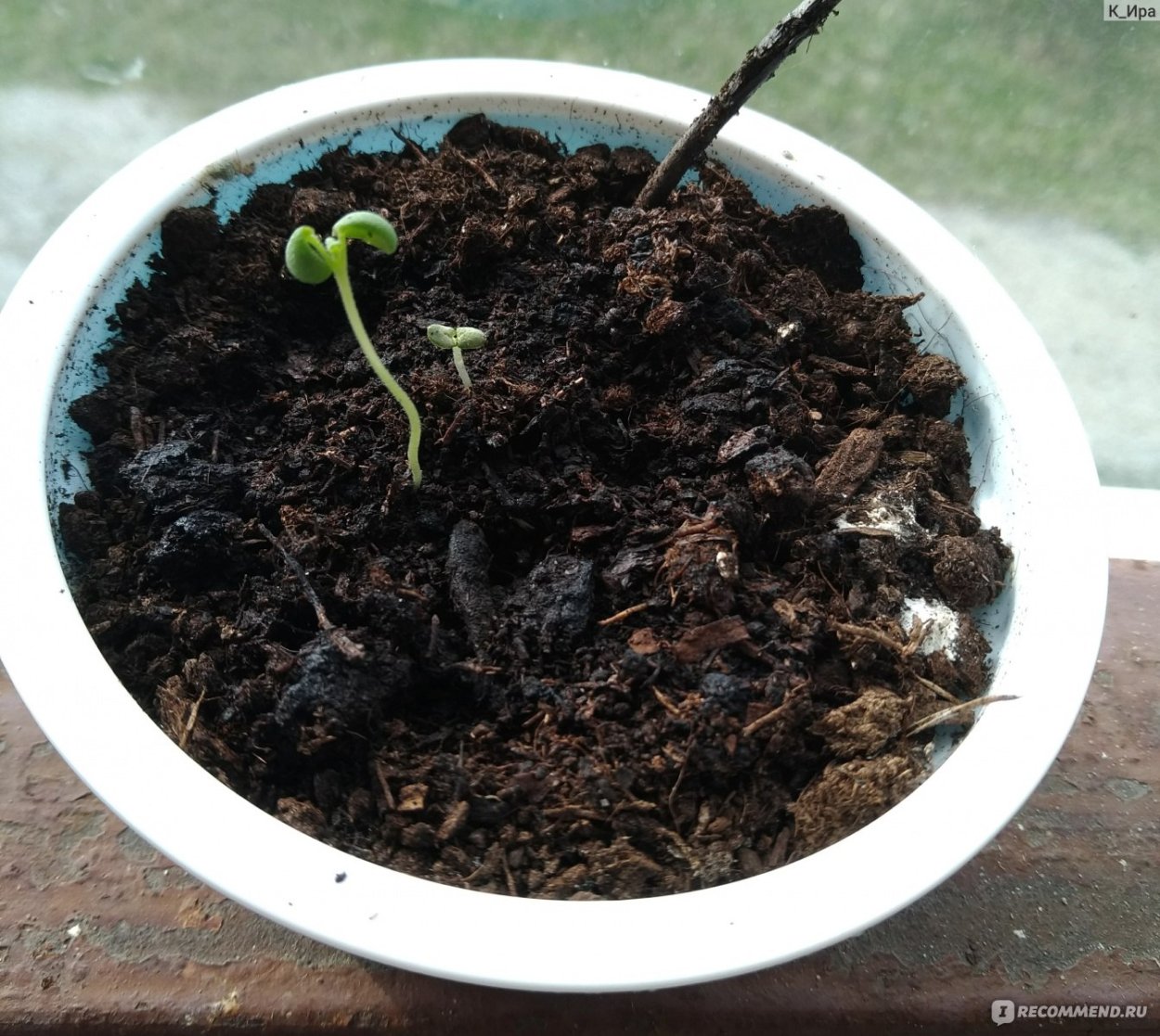 Розмарин ростки всходы