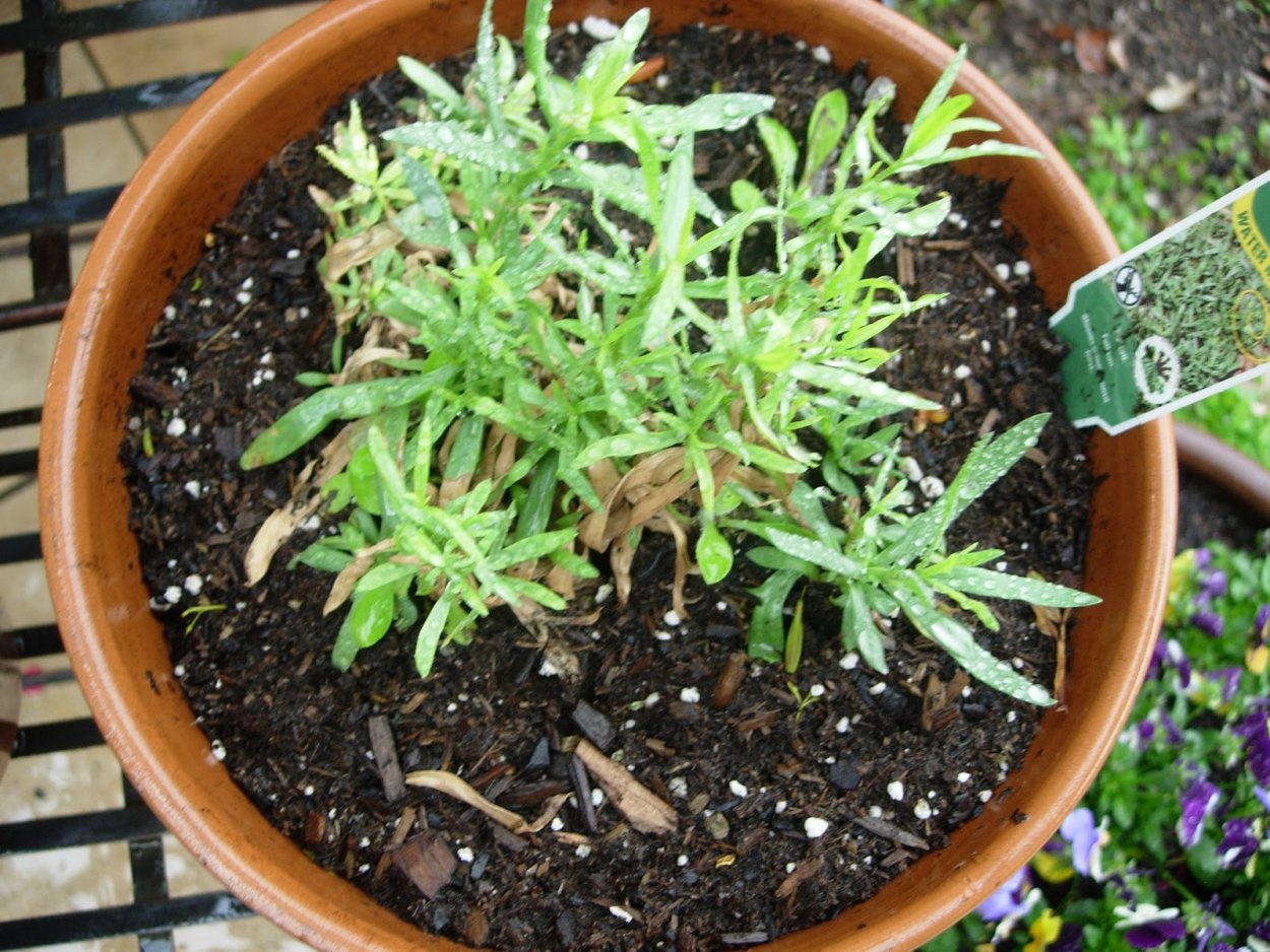 Розмарин рассада