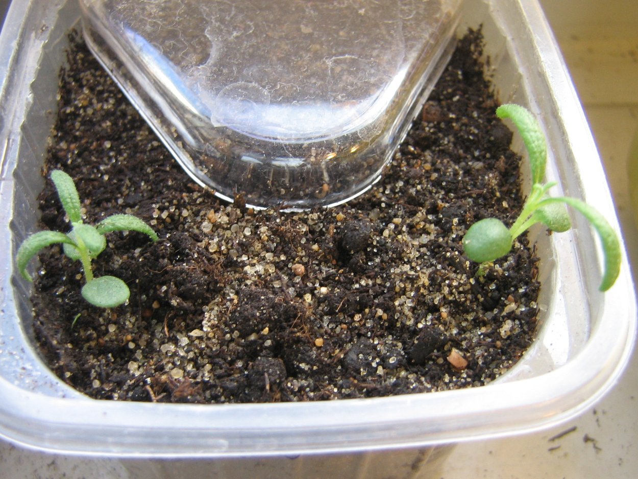 Розмарин рассада Росток