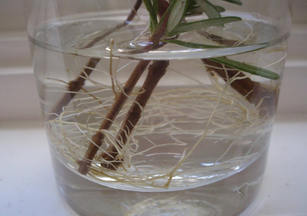 Розмарин пенсильванский