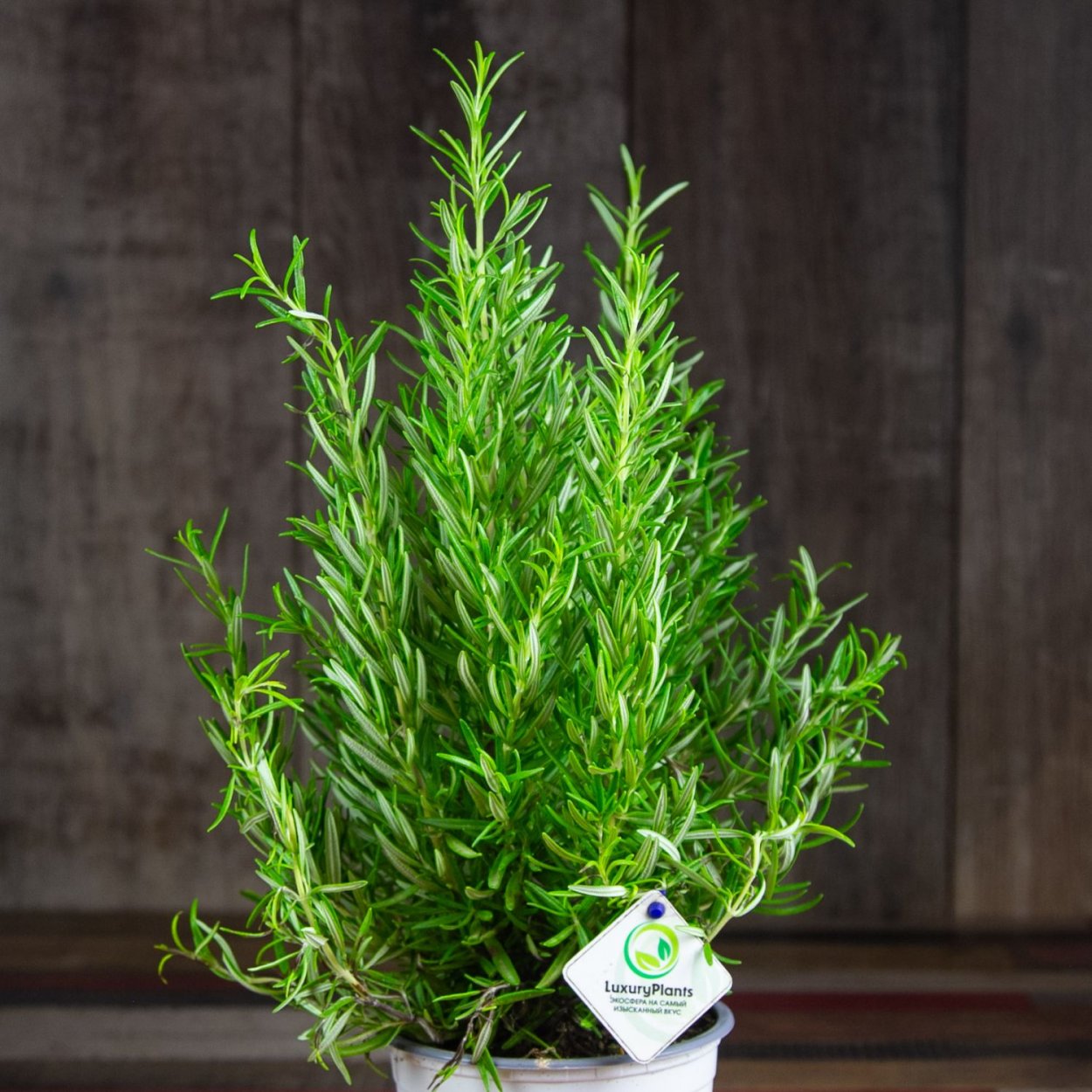 Ростки салата