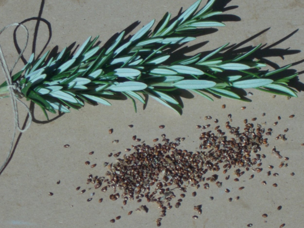 Всходы розмарина