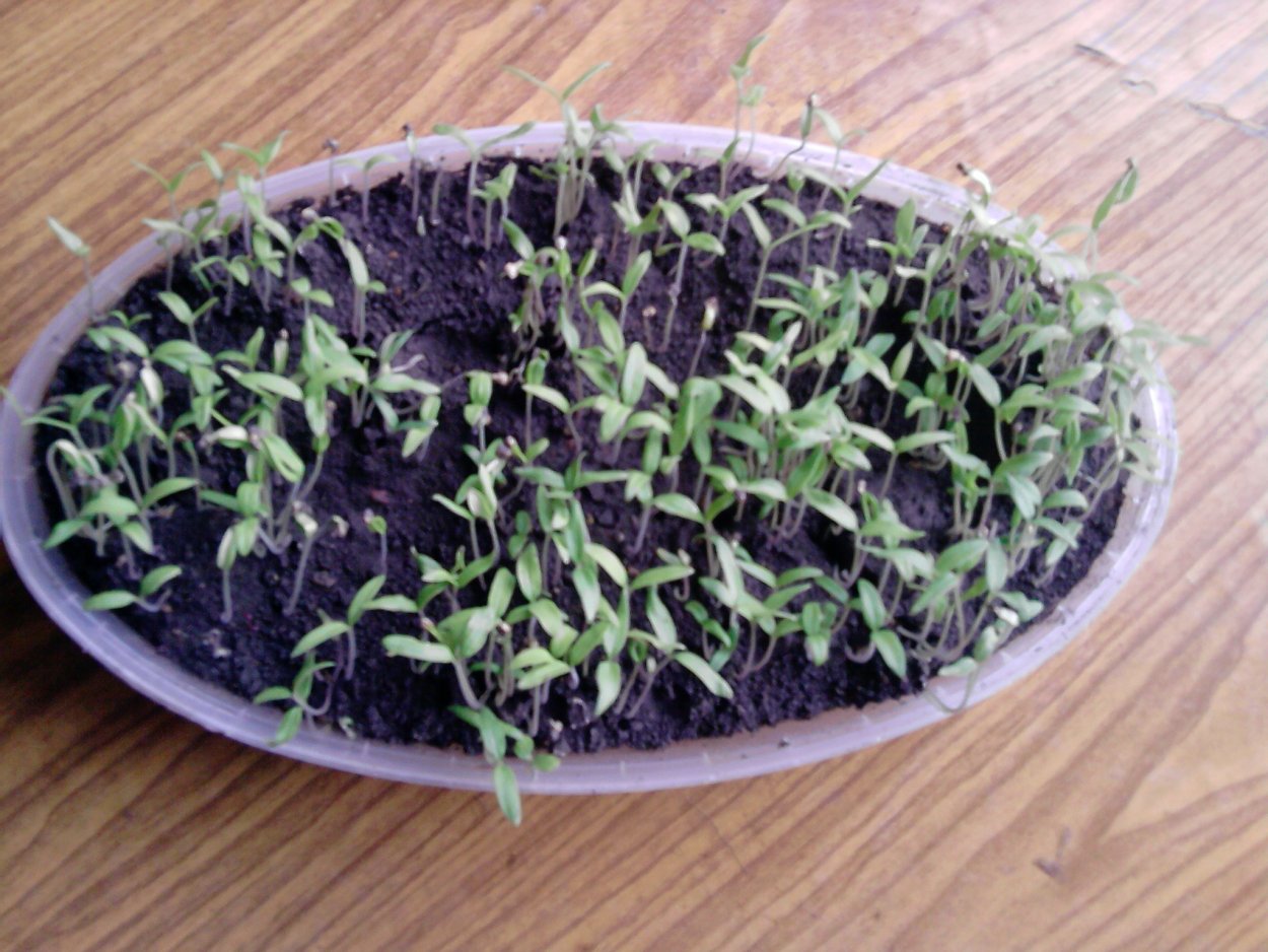 Розмарин дома в горшке