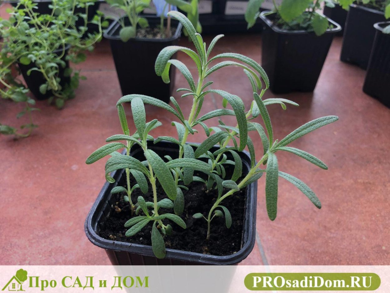 Розмарин рассада