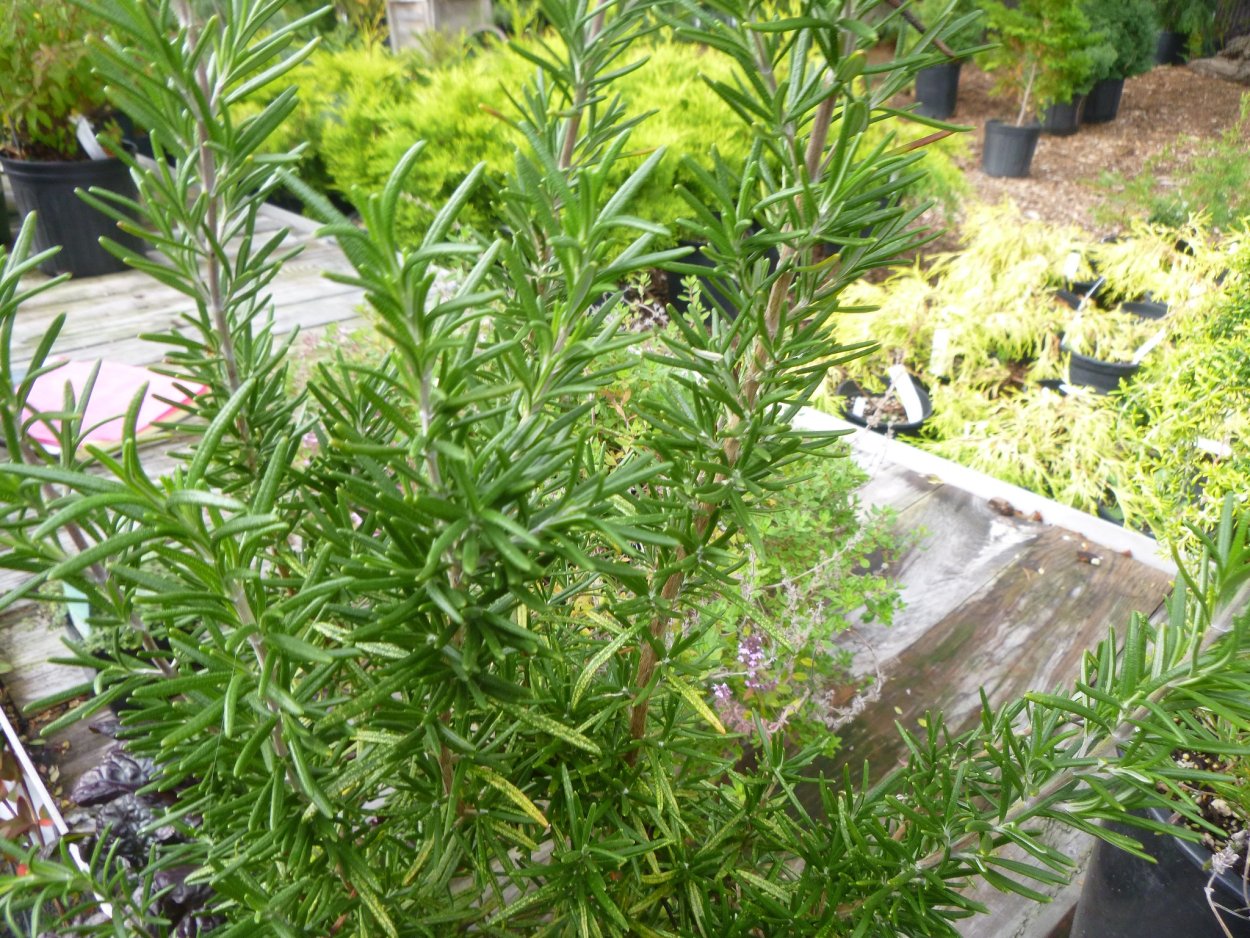 Эстрагон Гудвин рассада