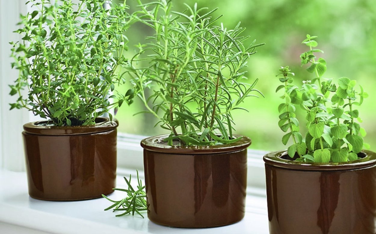 Базилик всходы