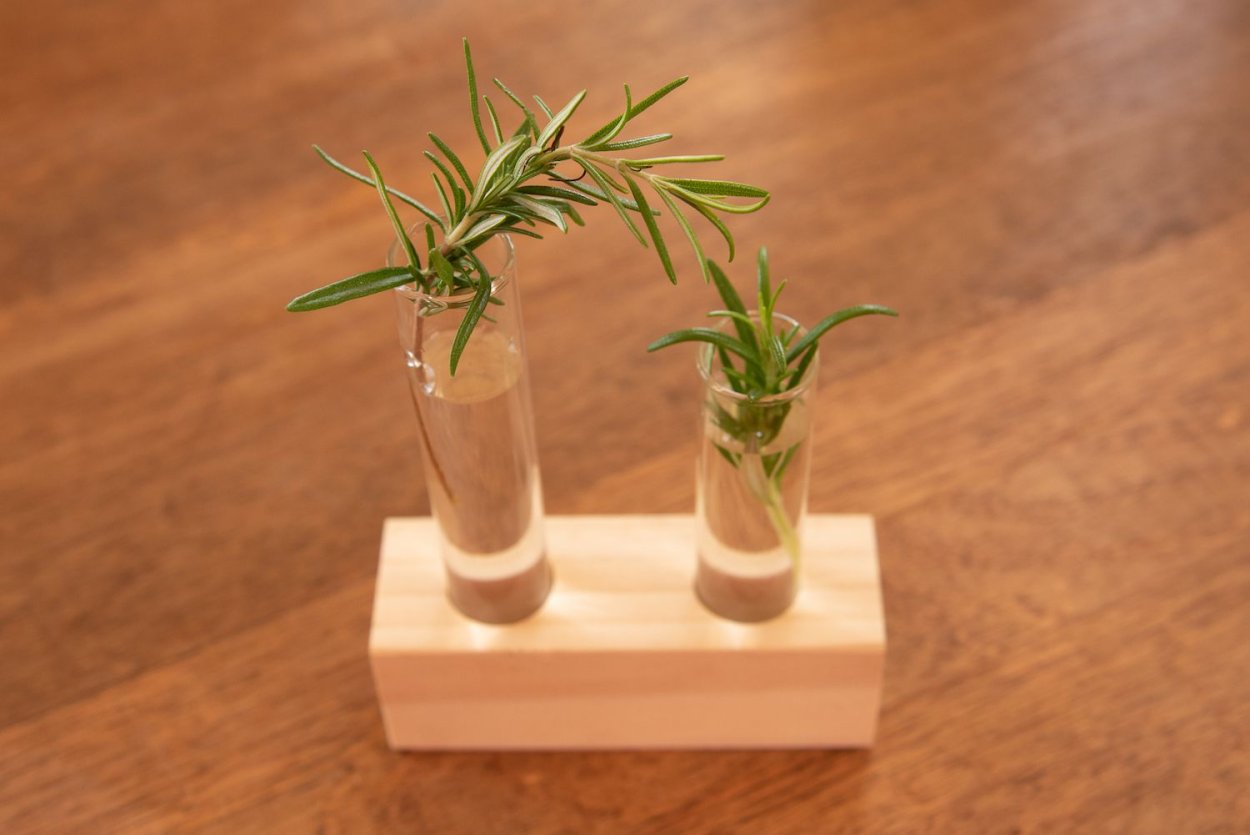 Цветы и семена розмарина