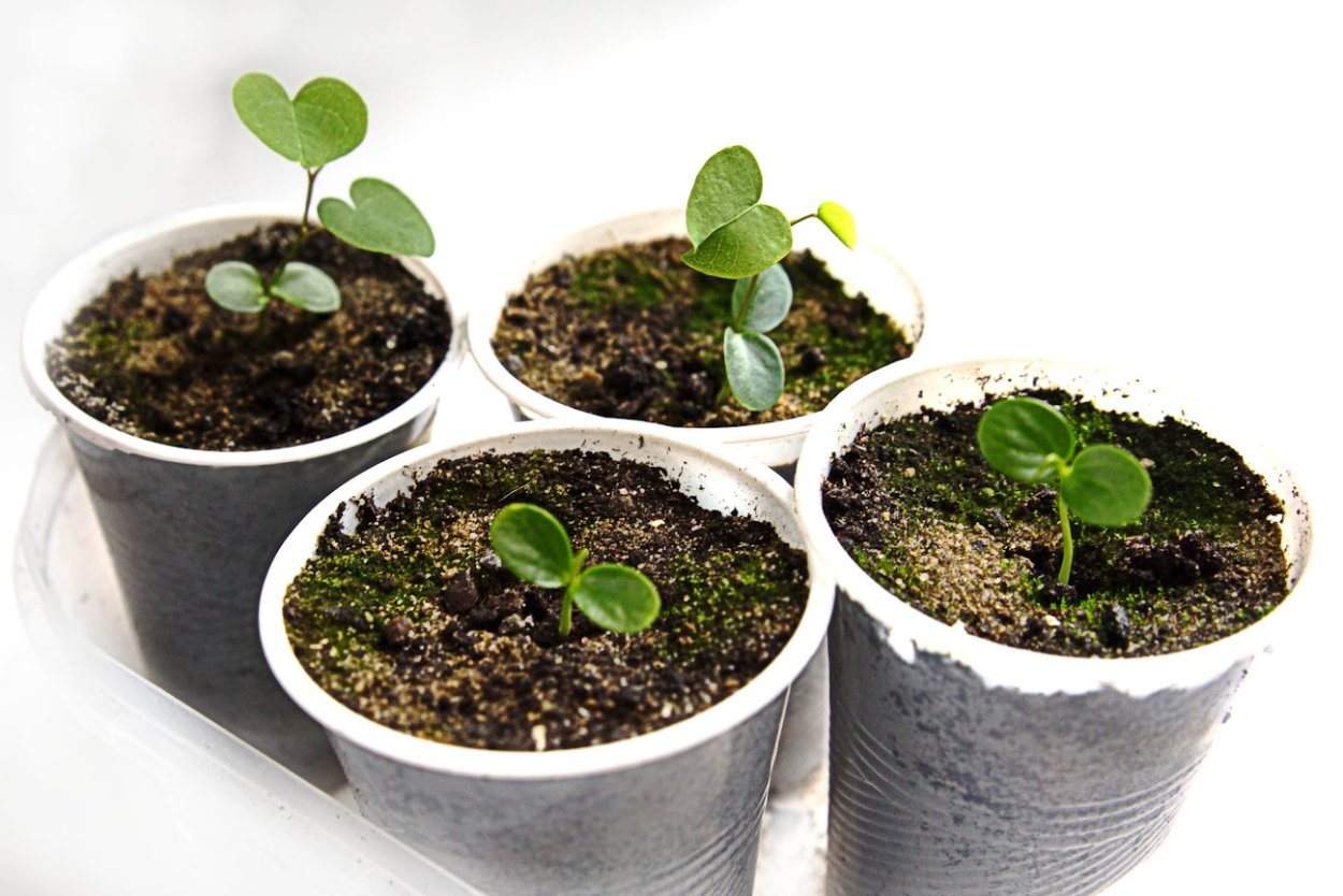 Розмарин на подоконнике