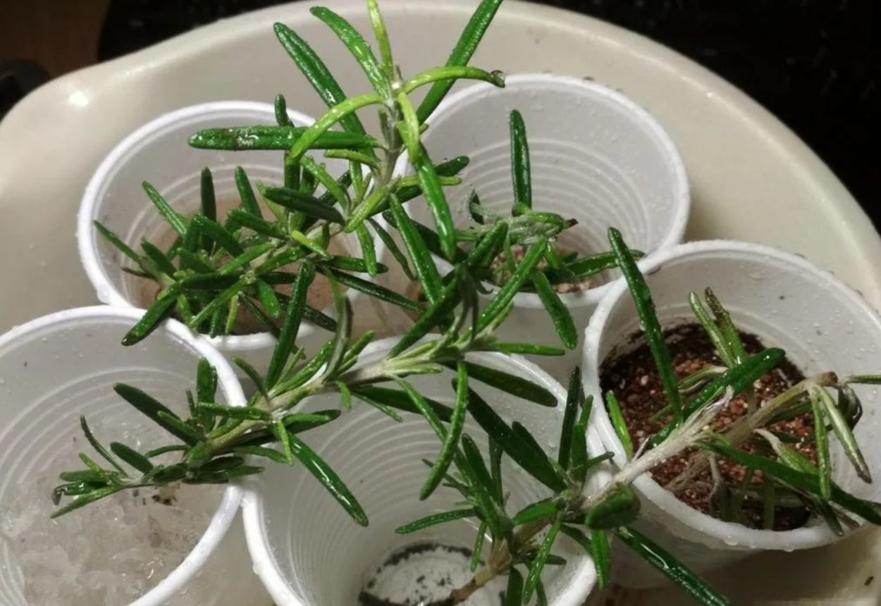 Розмарин и Мелисса