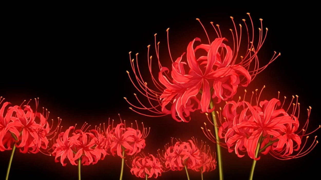 Хиганбана ликорис Токийский гуль