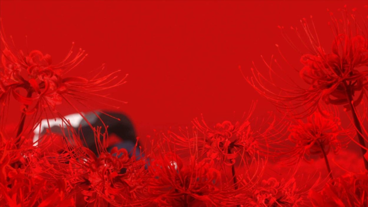 Ликорис цветок