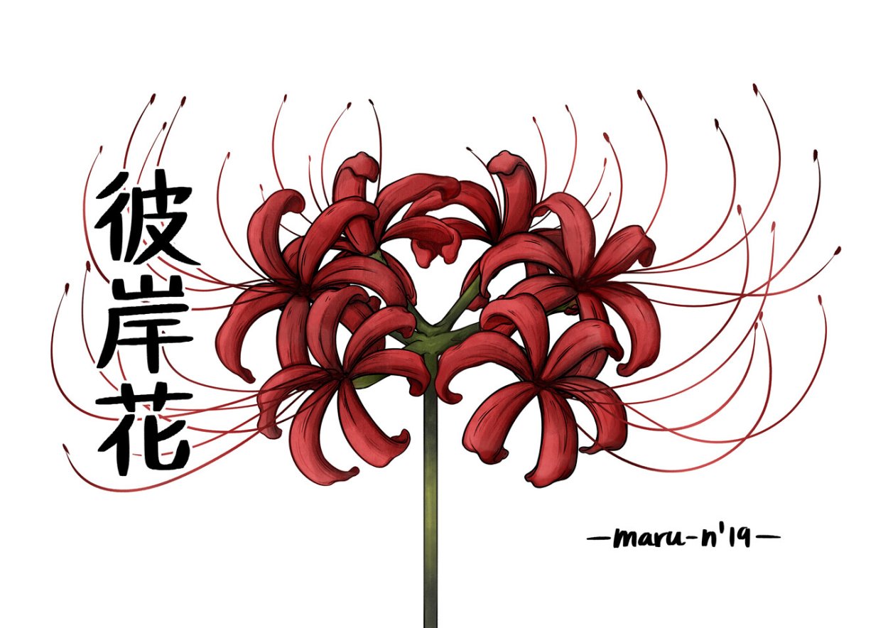 Хиганбана эскиз