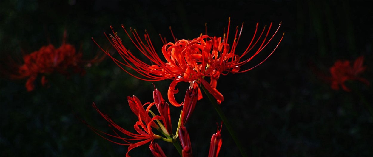 Ликорис Дороро