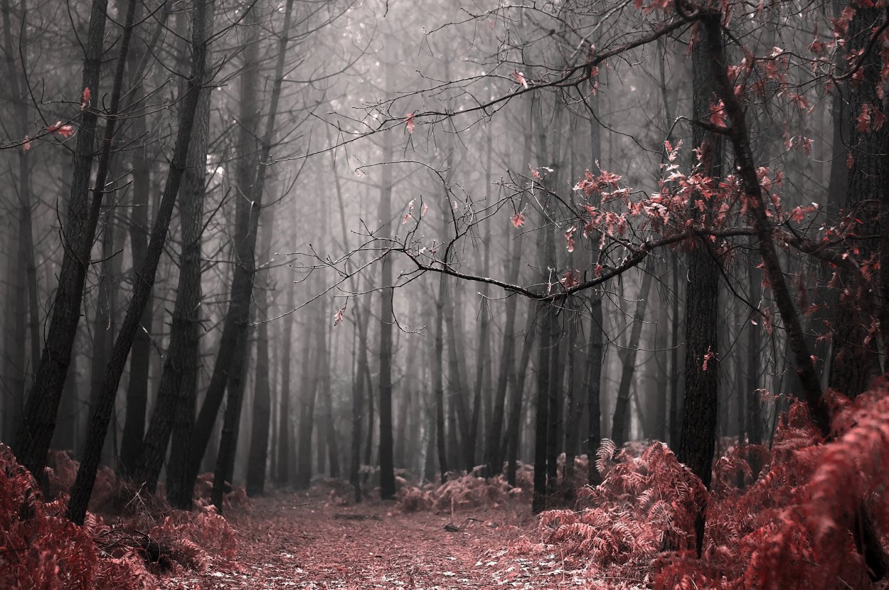 Мрачная осень