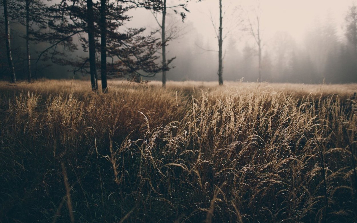 Эстетика природы поле