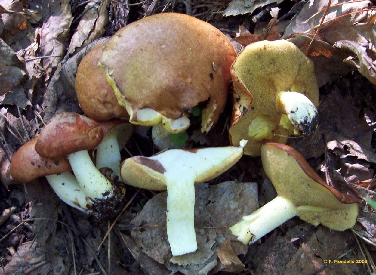 Гриб маслёнок ложный