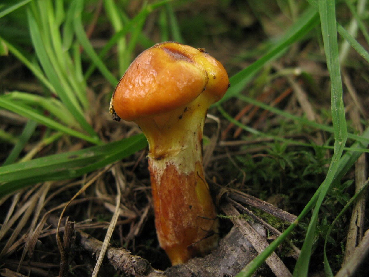 Маслёнок лиственничный Suillus grevillei
