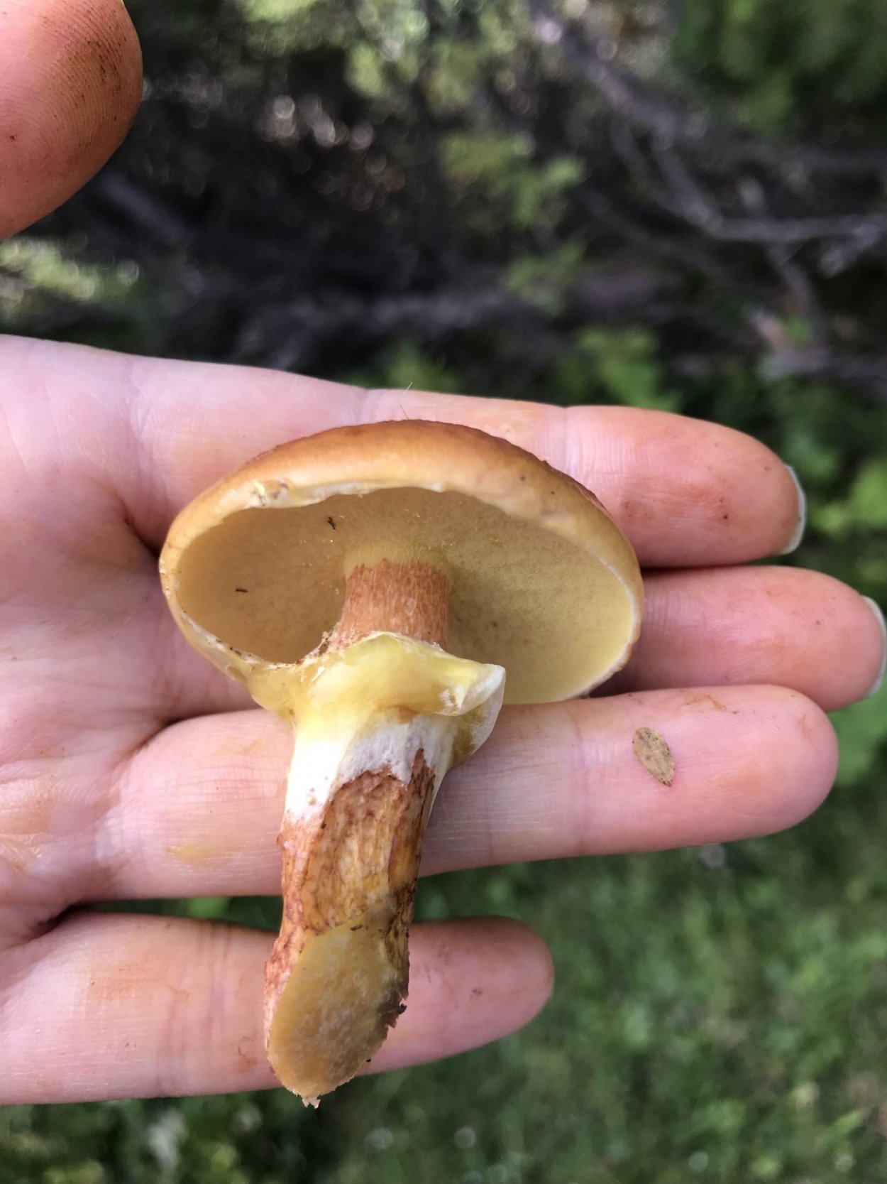 Масленок лиственничный Suillus grevillei